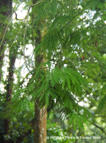 Enterolobium cyclocarpum (Rain Tree)